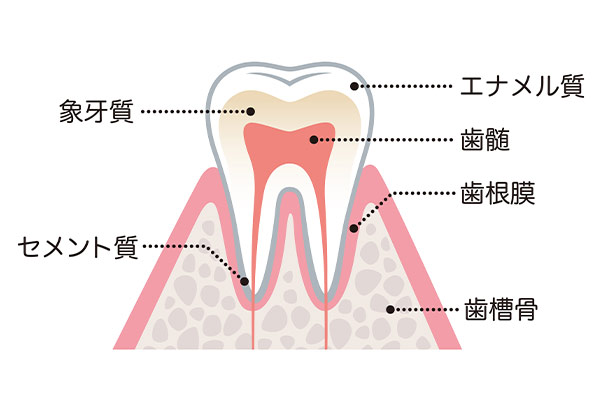 歯根膜